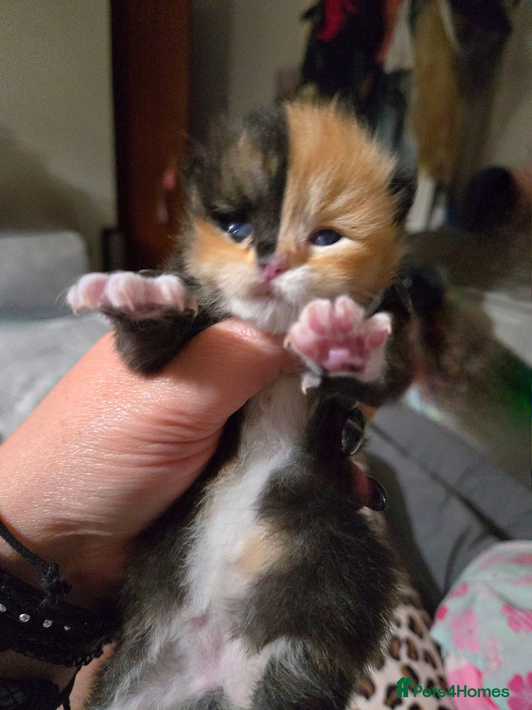 Mixed Breed cats for sale: Rare clock-face kitten, Half-Ragdoll. - Image 1