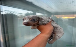 Miniature Dachshund dogs for sale: Isabella and tan dapple miniature dachshunds - Image 4