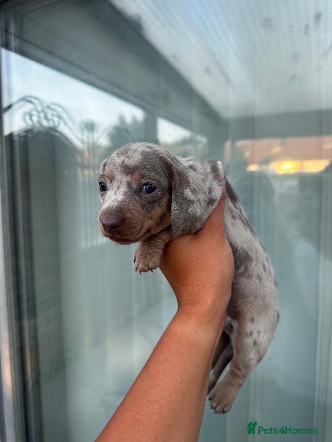 Miniature Dachshund dogs for sale: Isabella and tan dapple miniature dachshunds - Image 4