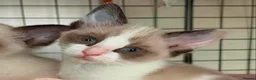 Ragdoll cats for sale: CROSS ragdoll kittens - Advert 2