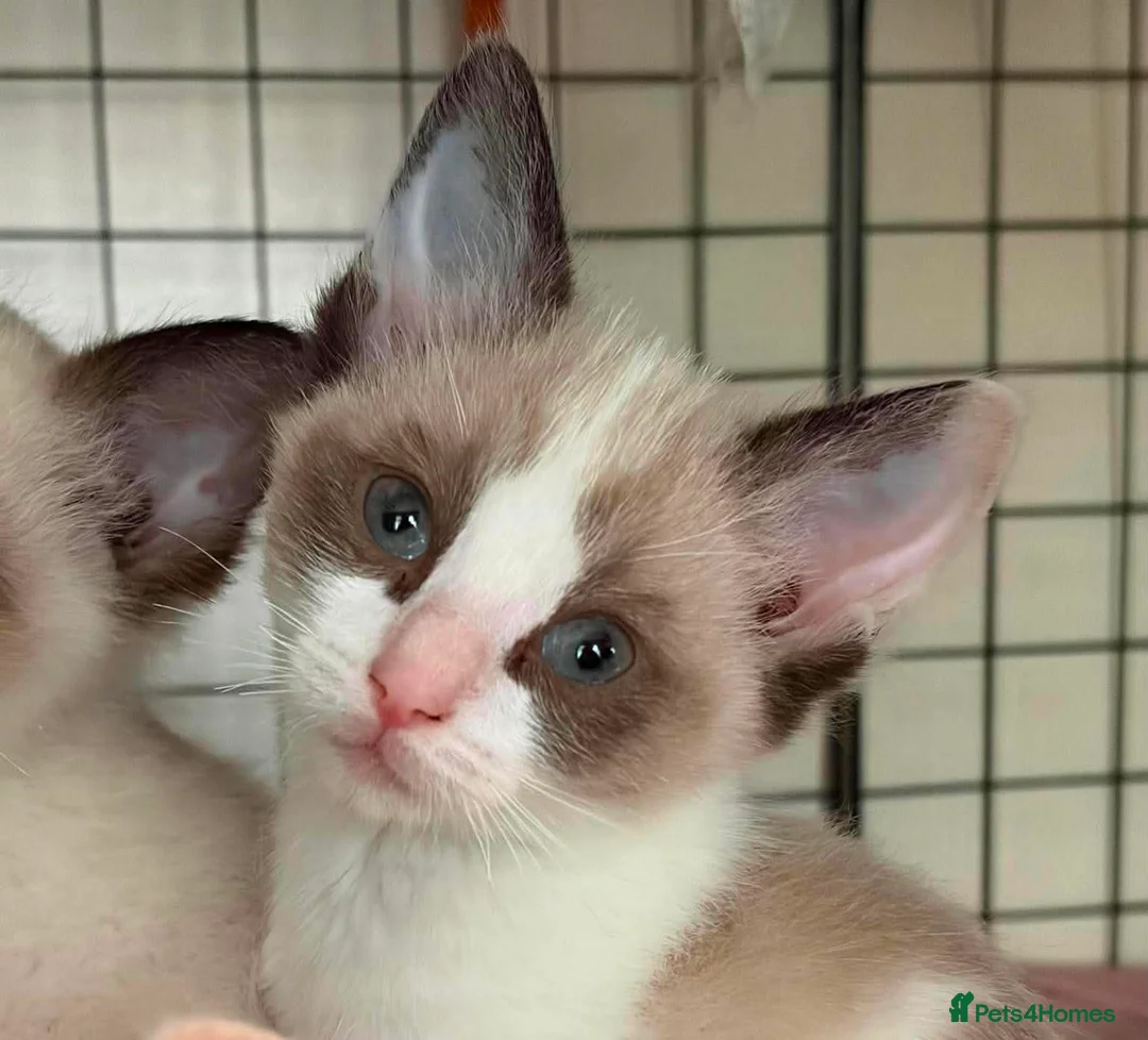 Ragdoll cats for sale: CROSS ragdoll kittens - Advert 2