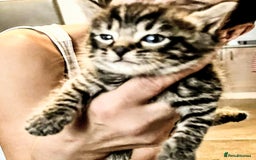 Mixed Breed cats for sale: Bengal mix - Image 6