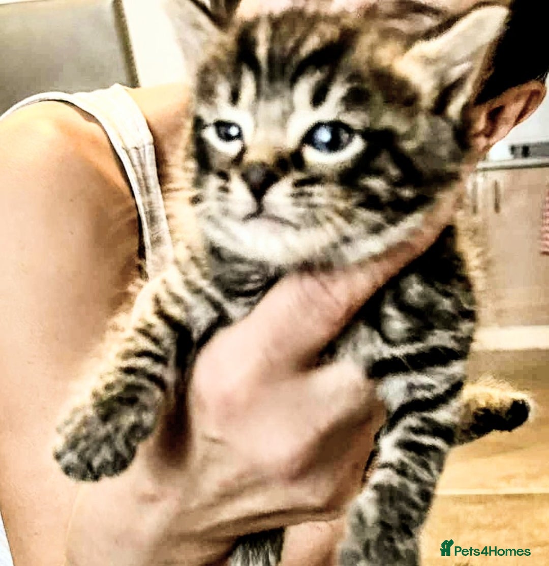 Mixed Breed cats for sale: Bengal mix - Image 6