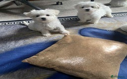 Bichon Frise dogs for sale: bichon malteze - Image 2