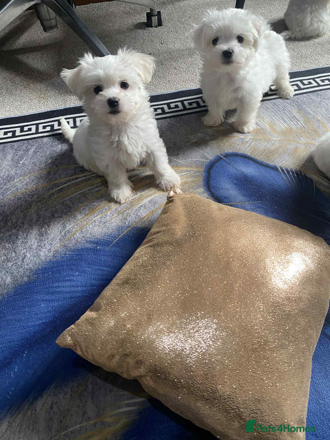 Bichon Frise dogs for sale: bichon malteze - Image 2