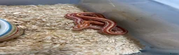 Corn Snake reptiles for sale: Various corn snakes/colubrids at urban exotics  - Advert 5