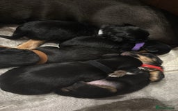 Mixed Breed dogs for sale: Jackawawa - Image 21