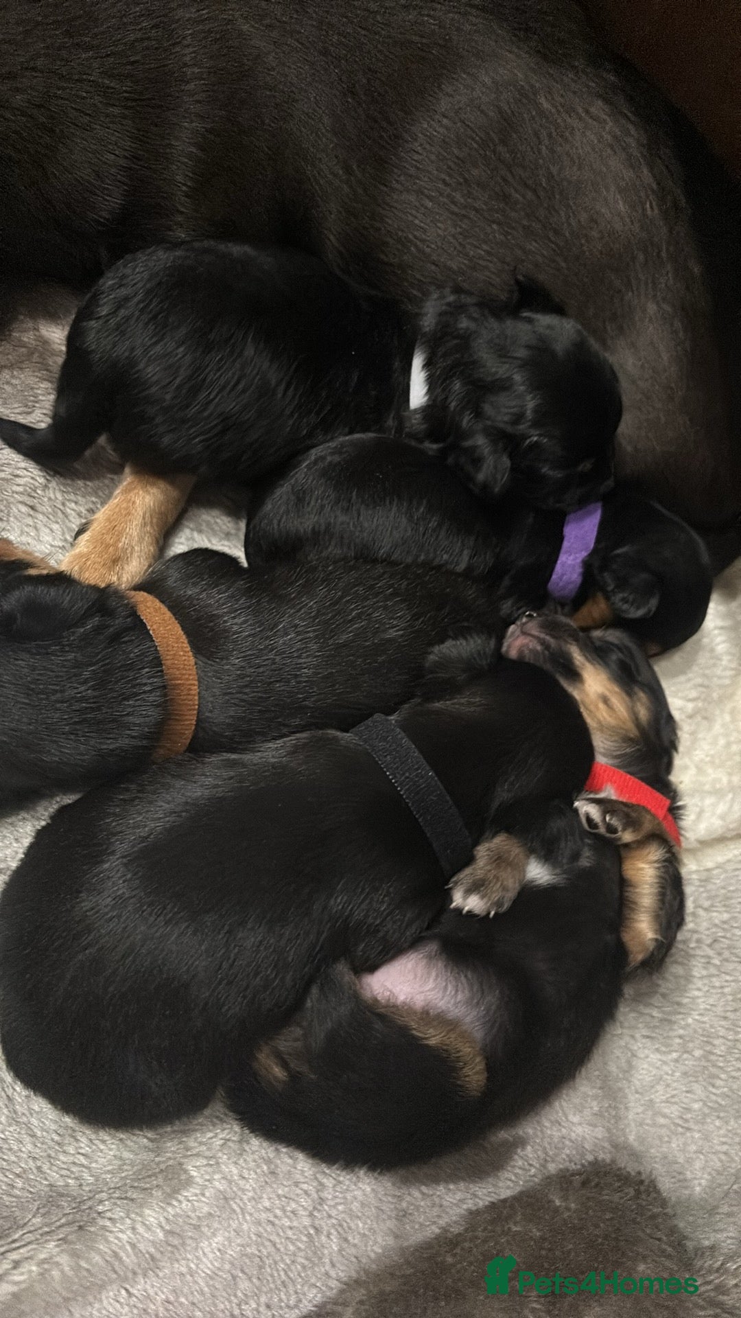 Mixed Breed dogs for sale: Jackawawa - Image 21