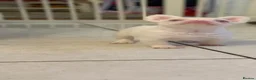 French Bulldog dogs for sale: Male micro pink fluffy frenchie - Advert 7