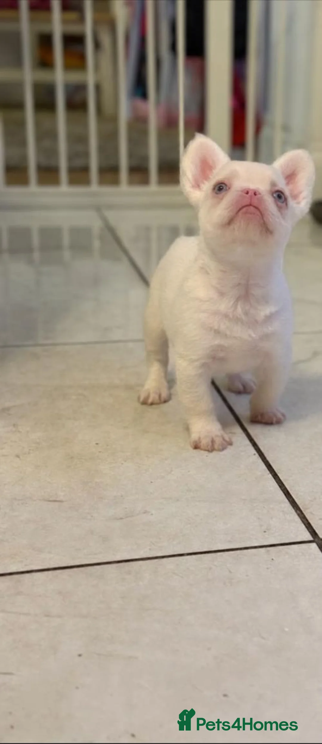 French Bulldog dogs for sale: Male micro pink fluffy frenchie - Advert 7
