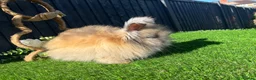 Angora rabbits for sale: Angora  - Advert 9
