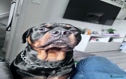 Rottweiler dogs for sale: Bear the Rottweiler  - Image 2