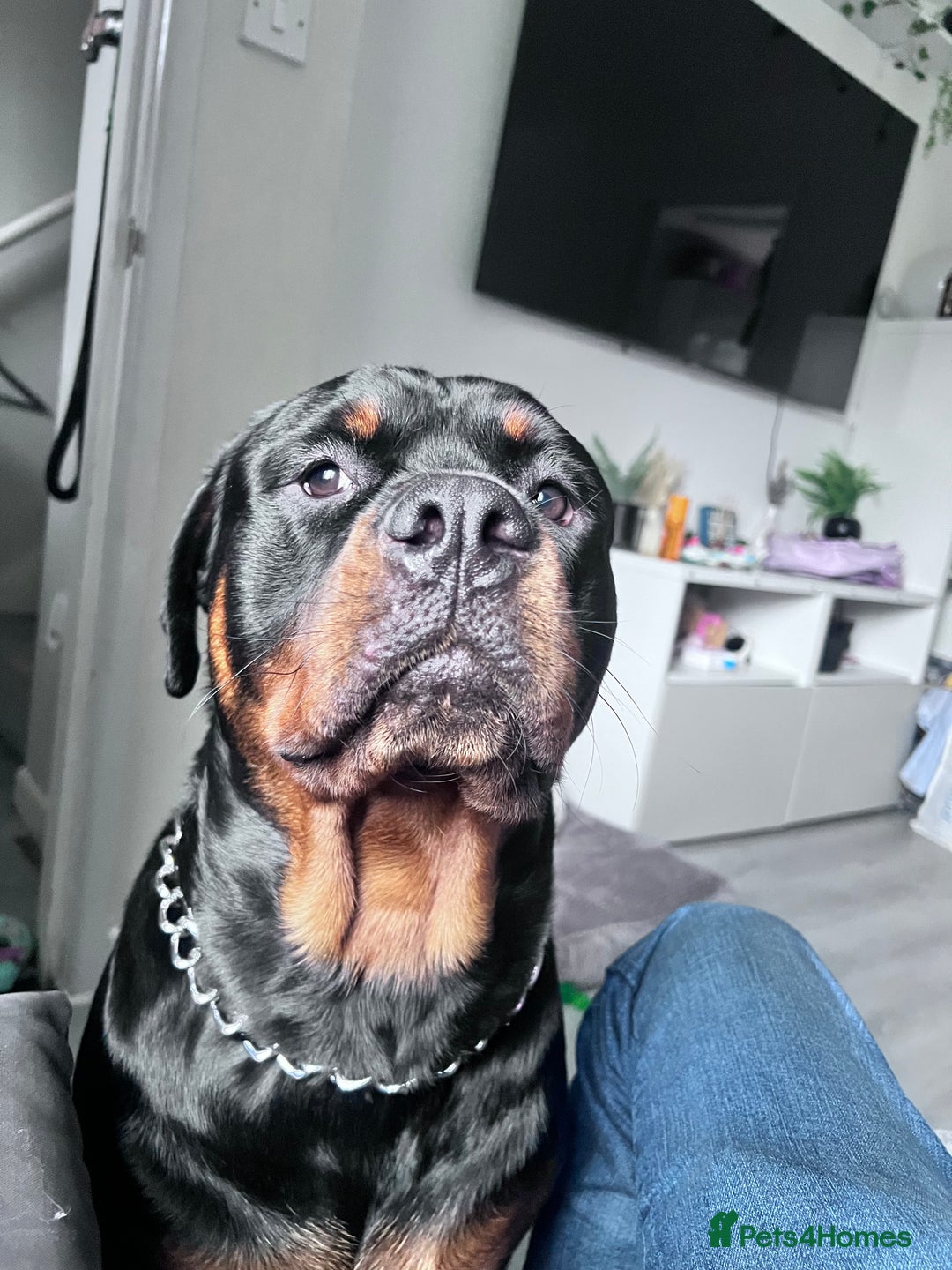 Rottweiler dogs for sale: Bear the Rottweiler  - Image 2
