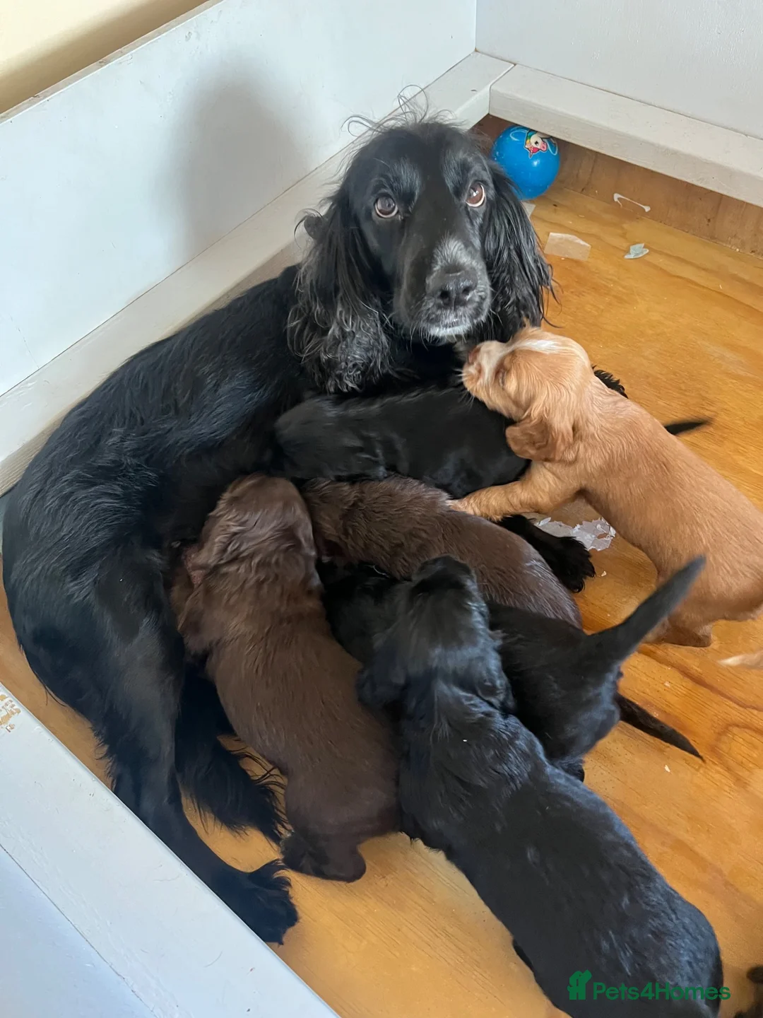 Cocker Spaniel dogs for sale: Cocker spaniel puppies - Advert 5
