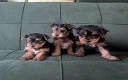 Yorkshire Terrier dogs for sale: Yorkshire terrier puppies  - Image 5