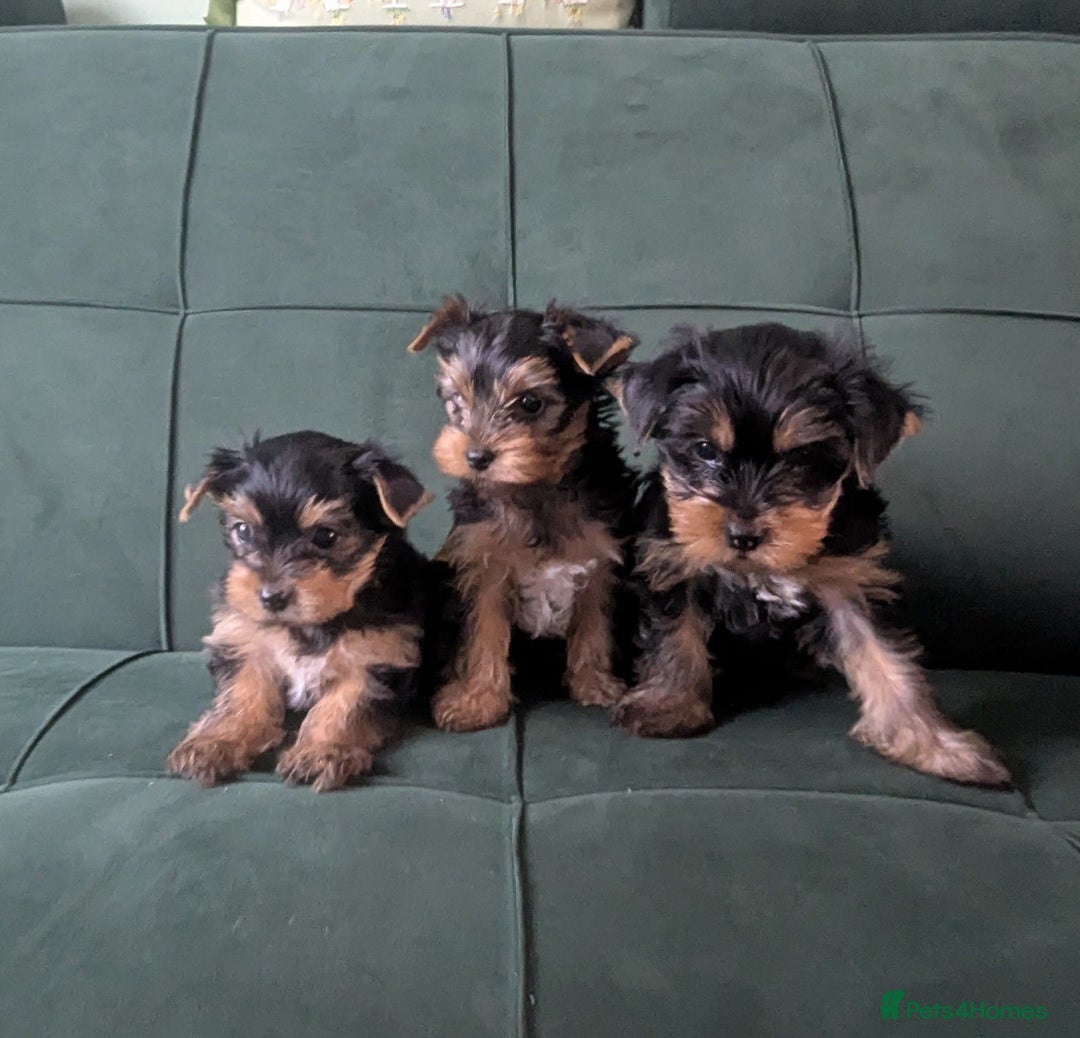 Yorkshire Terrier dogs for sale: Yorkshire terrier puppies  - Image 5