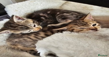 Mixed Breed cats - Advert 4