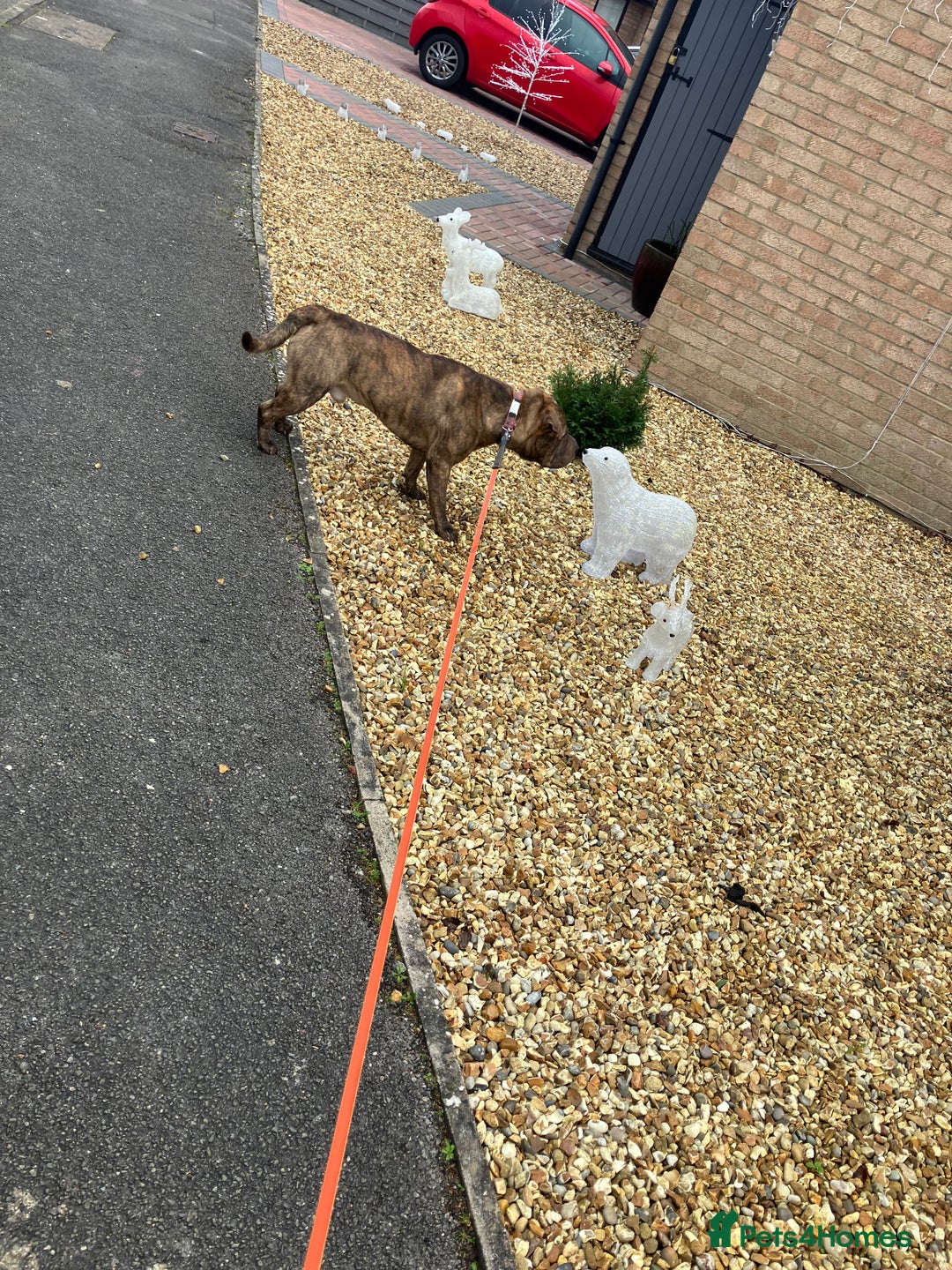 Mixed Breed dogs for stud: Sharpei x staffy  - Advert 2