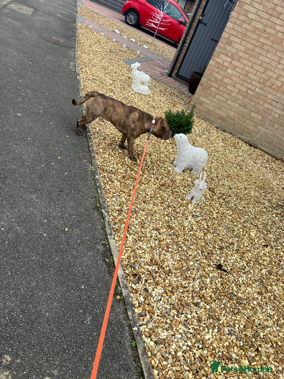 Mixed Breed dogs for stud: Sharpei x staffy  - Advert 2