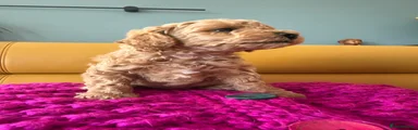Poochon Puppy 1