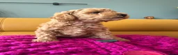 Poochon dogs for sale: Beautiful Poochon Puppies - Advert 18