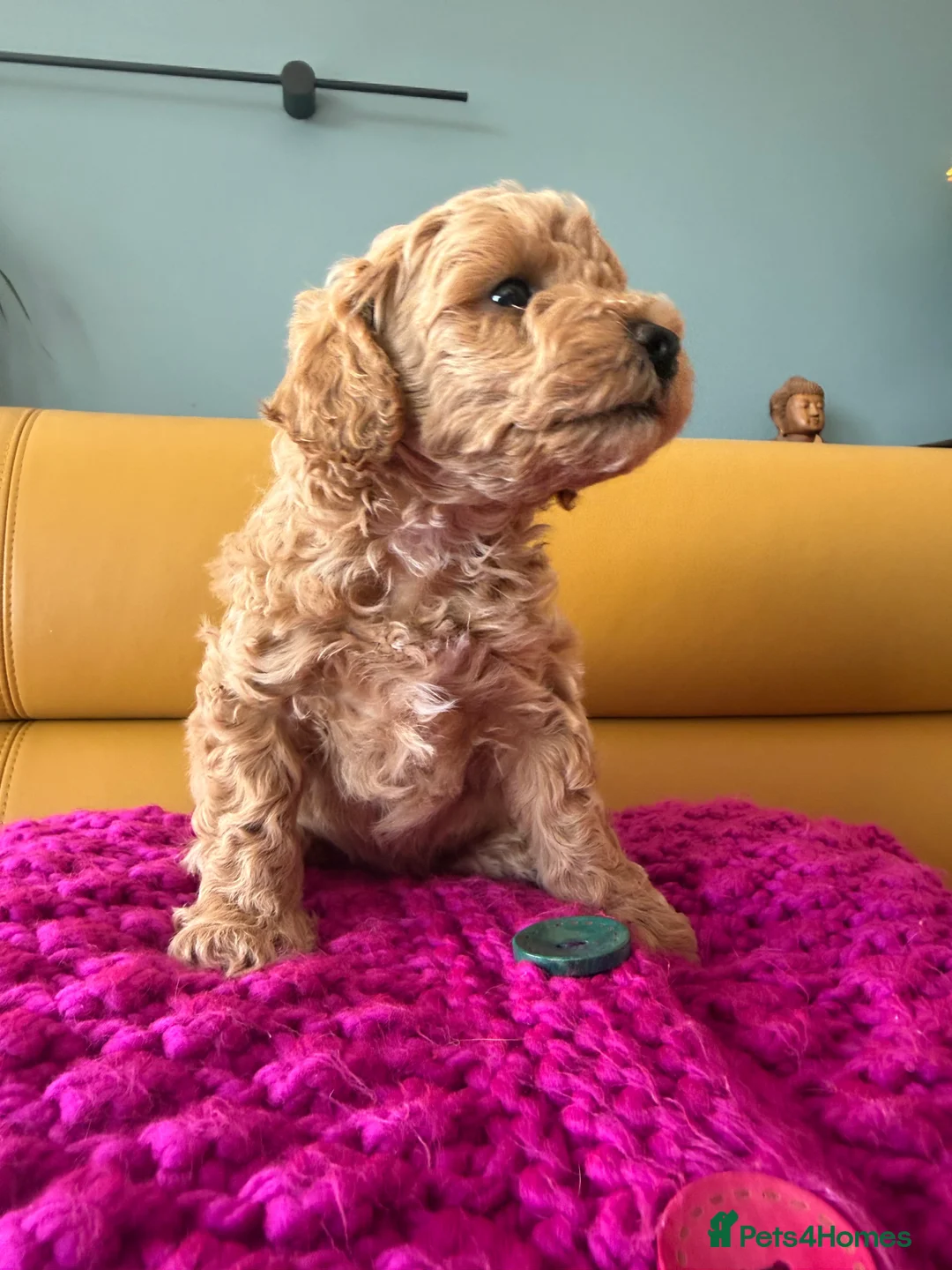 Poochon dogs for sale: Beautiful Poochon Puppies - Advert 18