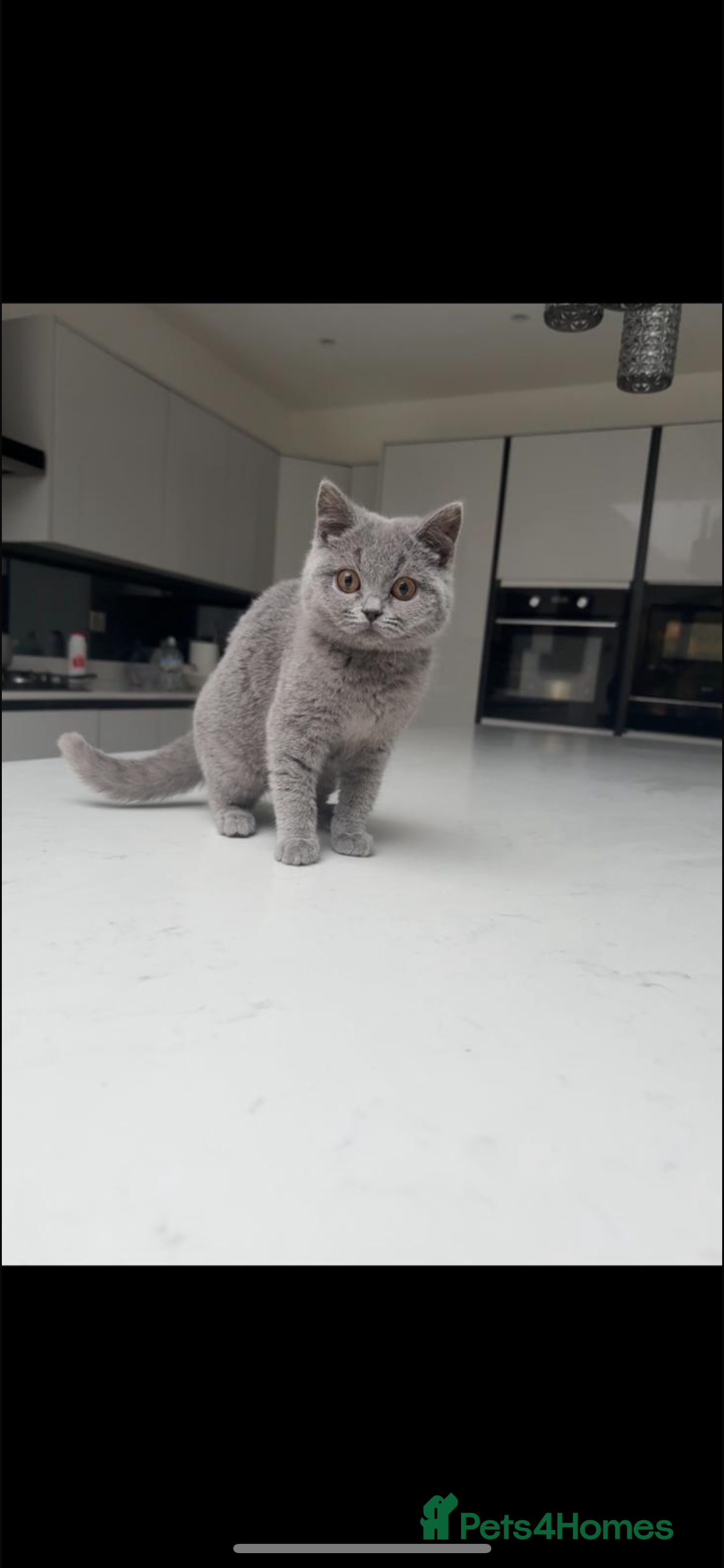 British Shorthair cats 🌈 GCCF Blue 🏆 Champion 🏆 BSH teddy bear 🧸  - Advert 1