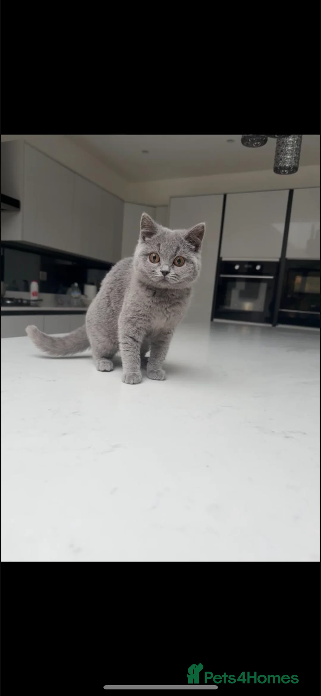 British Shorthair cats for sale: 🌈 GCCF Blue 🏆 Champion 🏆 BSH teddy bear 🧸  - Advert 1