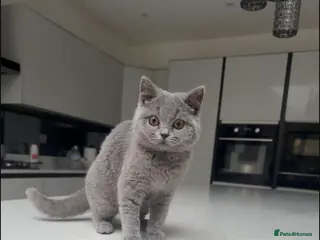 British Shorthair cats 🌈 GCCF Blue 🏆 Champion 🏆 BSH teddy bear 🧸 - Advert 1