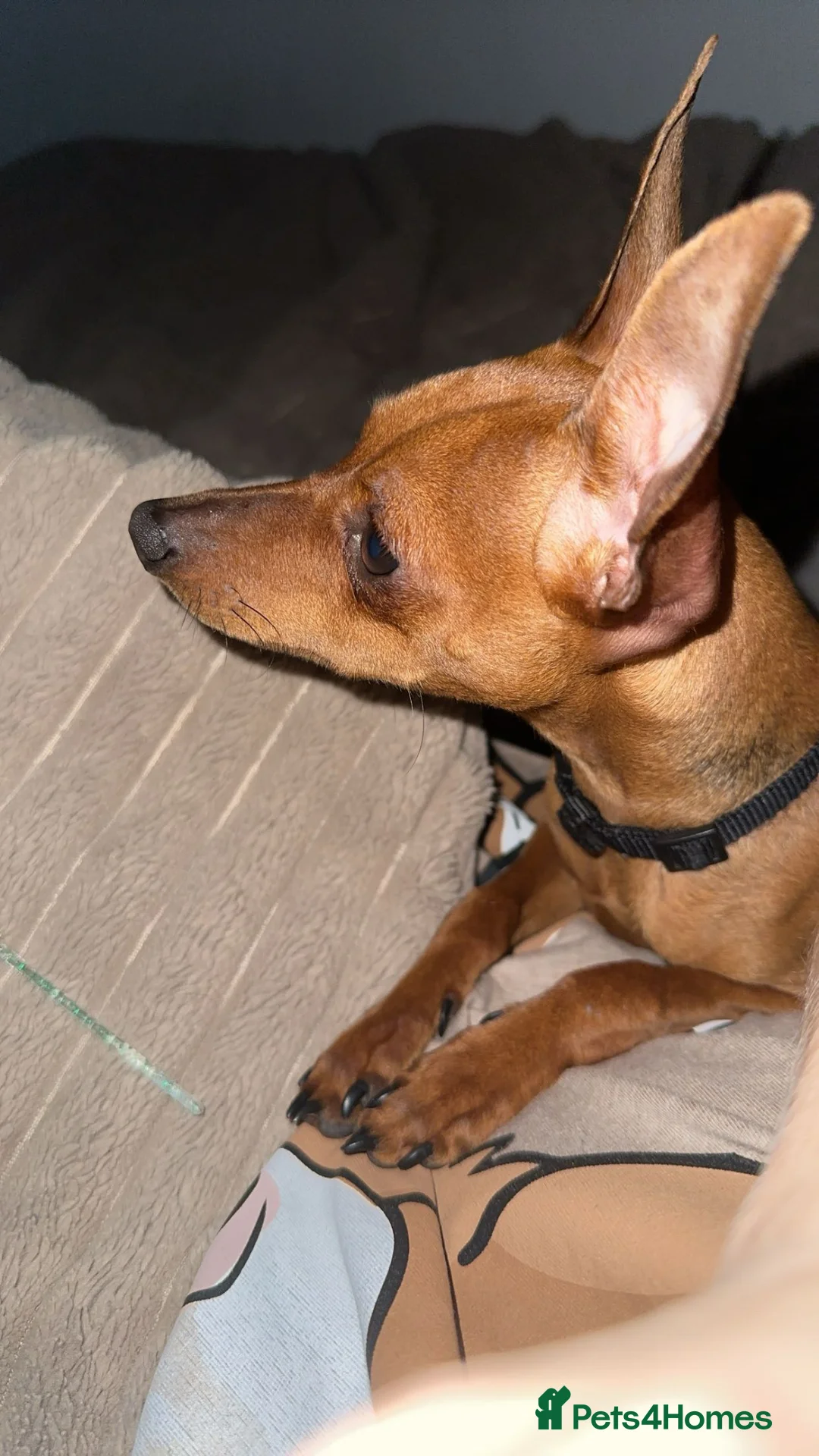 Miniature Pinscher dogs for sale: Miniature pinschers puppies  in Leeds - Advert 11