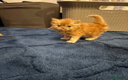 Persian cats for sale: Stunning Persian babies  - Image 5