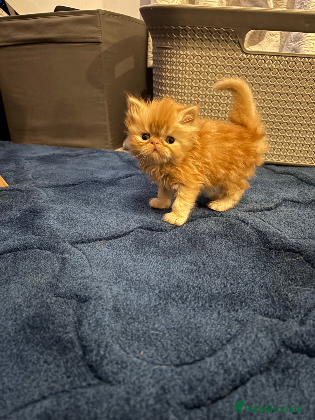 Persian cats for sale: Stunning Persian babies  - Image 5