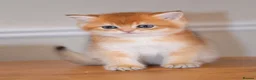 British Shorthair cats for sale: GCCF/TICA Stunning Golden BSH/BLH Kittens - Advert 8
