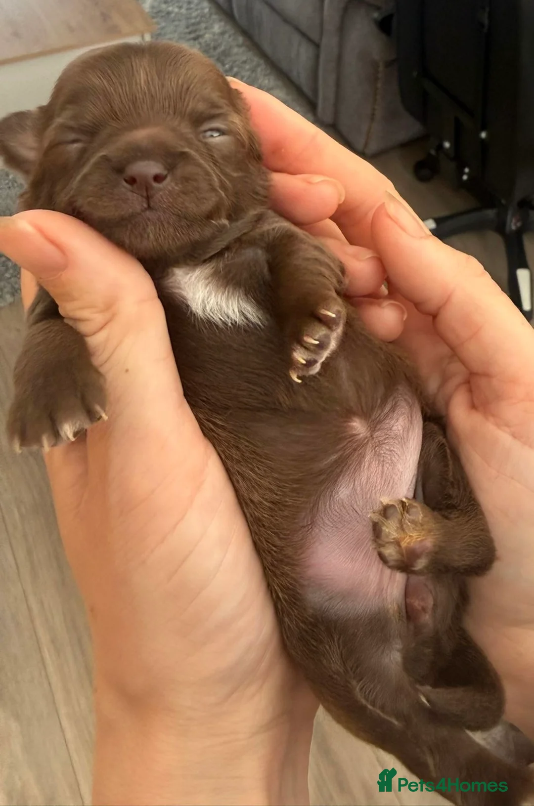 Chihuahua dogs for sale: Chihuahua puppies in Newport - Advert 2