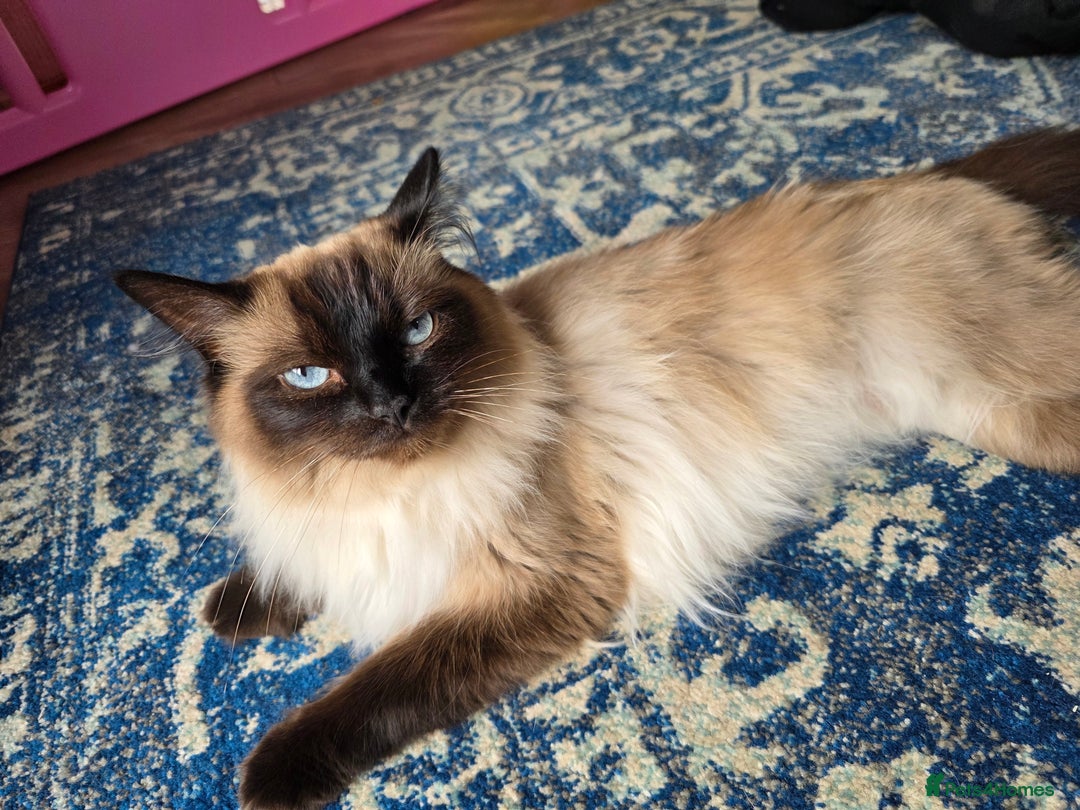 Ragdoll cats for sale: Ragdoll kittens - Image 2