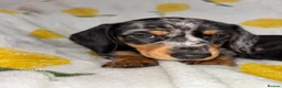 Miniature Dachshund dogs for sale: Miniature smooth coated Dacshund’s  - Advert 22
