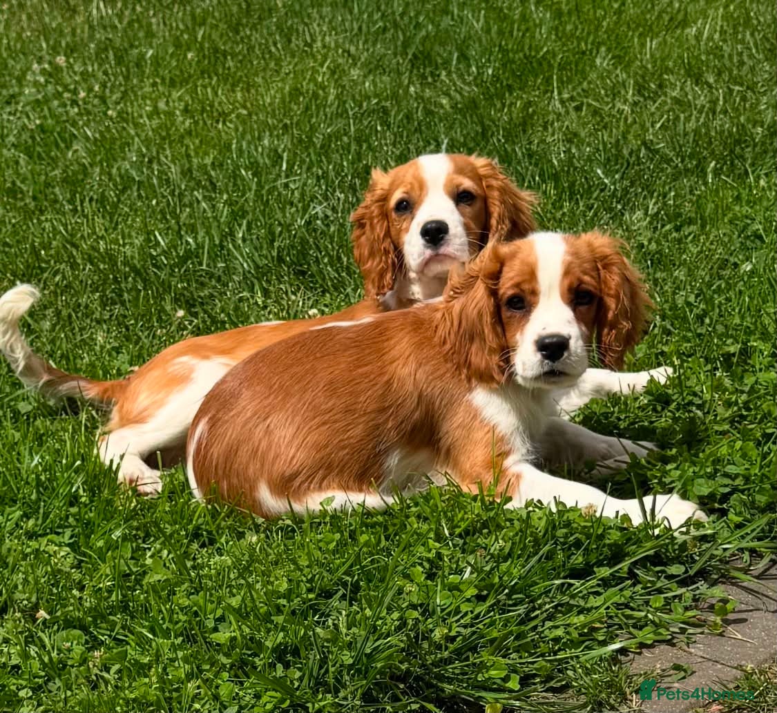 Cavalier King Charles Spaniel dogs Beautiful Blenheim Cavalier spaniel Boys–Ready Now - Advert 1