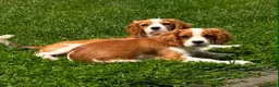 Mixed Breed dogs for sale: Beautiful Blenheim Cavalier spaniel Boys–Ready Now - Advert 7