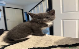 Domestic Shorthair cats for sale: 1 Male ginger & 1 female grey 🐱  - Image 4