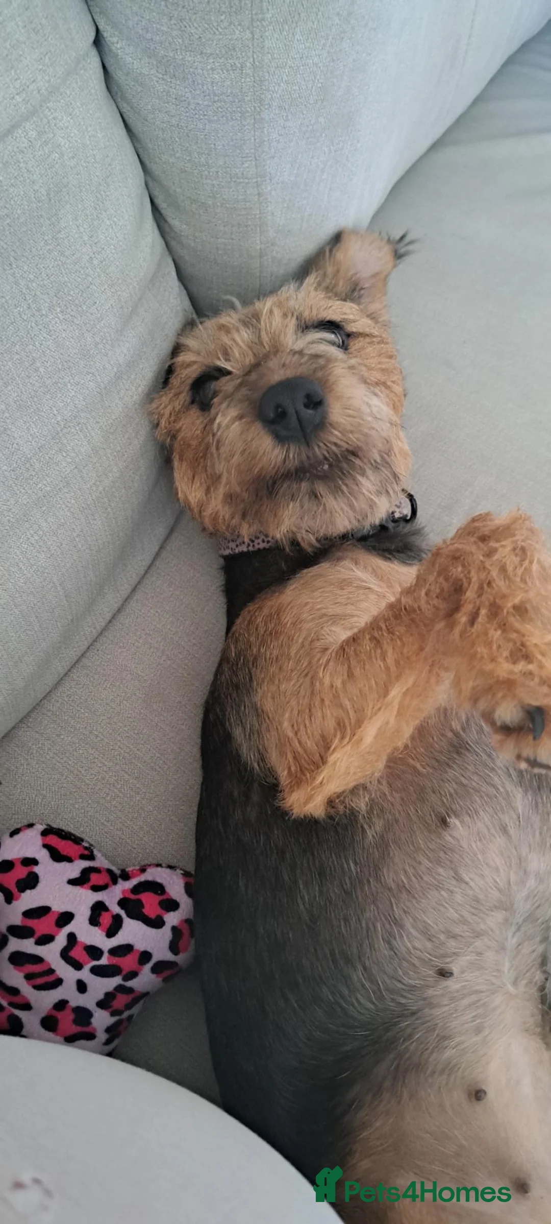 Mixed Breed dogs for sale: Beautiful jack Russell cross patterdale female  - Advert 5