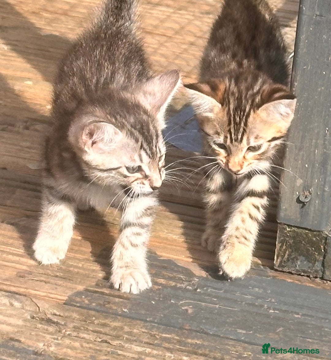 Savannah cats for sale: Savannah Kittens - Image 13