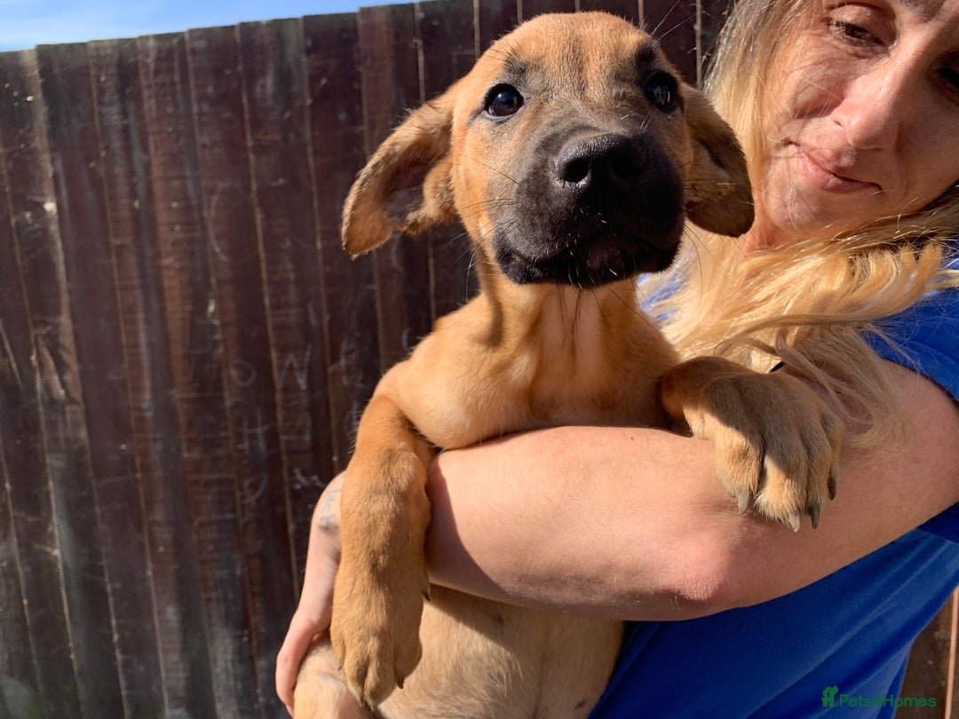 Mixed Breed dogs for sale: Cane corso X Alaskan malamute surprise litter  - Image 11
