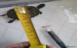 Turtle reptiles for sale: TURTLES FOR SALE - Image 3