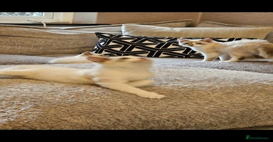 Ragdoll cats - Advert 12