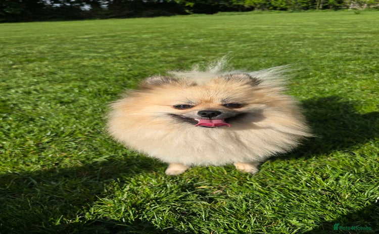 Pomeranian dogs - Advert 1