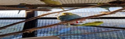 Budgerigars birds for sale: Baby budgies for sale from 15th Dec  - Advert 20