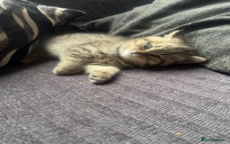 British Shorthair cats for sale: British short hair kittens  - Image 3