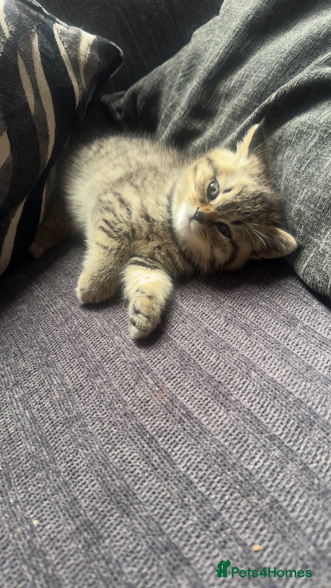 British Shorthair cats for sale: British short hair kittens  - Image 3