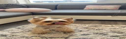Yorkshire Terrier dogs for stud: Yorkshire terrier stud  - Advert 2