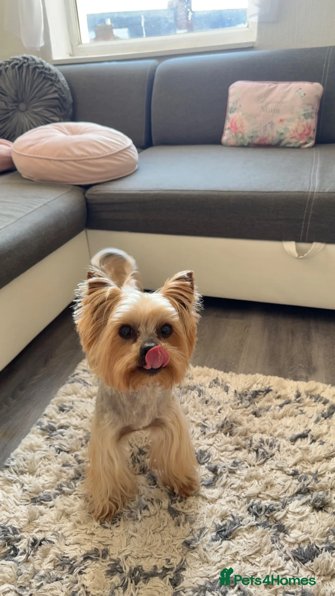 Yorkshire Terrier dogs for stud: Yorkshire terrier stud  - Advert 2